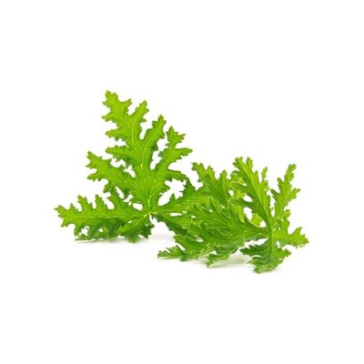 Pélargonium séché - Aatarcha