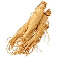 Ginseng Panax ginseng – Racine naturelle