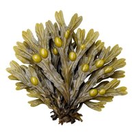 مسحوق طحالب البحر فوكيس (الطحلب البحري الفقاعي) – Fucus vesiculosus