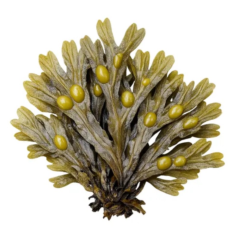 مسحوق طحالب البحر فوكيس (الطحلب البحري الفقاعي) – Fucus vesiculosus