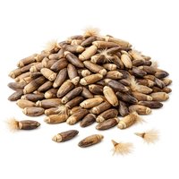 Chardon-Marie Fruit en Poudre | 100 % Naturel