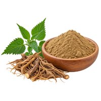 ortie racine poudre جذور الحريكة القراص مسحوق