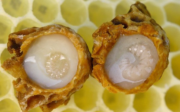La Gelée Royale : Le Trésor de la Ruche